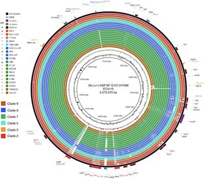 Pathogenomes of Atypical Non-shigatoxigenic Escherichia coli NSF/SF O157:H7/NM: Comprehensive Phylogenomic Analysis Using Closed Genomes